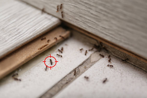 Best Residential Pest Control  in Keego Harbor, MI