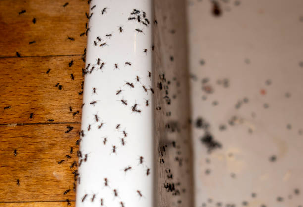 Best Termite Control Services  in Keego Harbor, MI