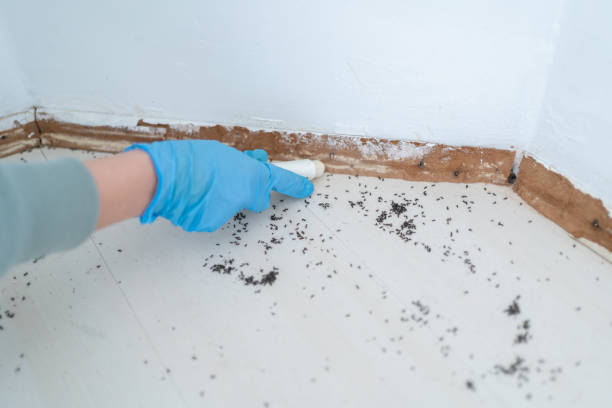 Best Affordable Pest Control Services  in Keego Harbor, MI